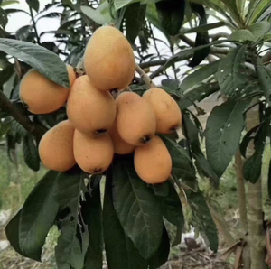 一都早种枇杷上市啦 止咳润肺 超级好吃 价格美丽 承接各种