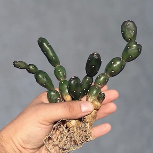 植物员外 小土人团扇 无刺可爱仙人掌 夏型种 奇趣桌面防辐射