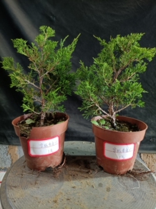 老盆口原生宫阪系鱼川真柏小苗,带盆包邮,一物一拍实物发货