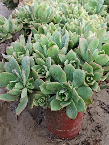 000人付款淘宝红缘莲花掌木质控养老桩除新疆西藏包邮这么长