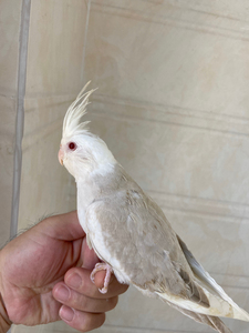 重色白脸华乐玄凤母,没珍珠古铜,独立稳定,体型大,全国发货懂