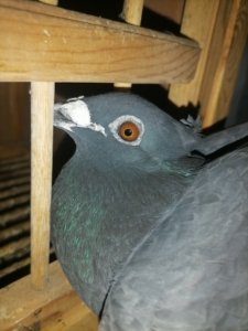 杨阿腾纯黑鸟冠公,古铜目出的,眼睛差点意思,便宜转让.