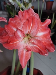 珍妮小姐朱顶红