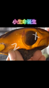 活鲨鱼卵狗鲨卵猫鲨小白沙黑鳍沙柠檬沙卵海水观赏不扰珊瑚可孵化