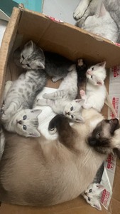 出售小猫咪。猫妈银渐层，猫爸蓝白，4月25下午出生的，猫在白