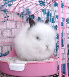 超可爱的西施兔,猫猫兔,公兔,8个月大.已剃毛未绝育,配种猛