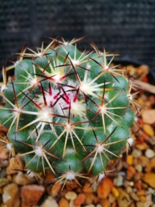 古镜丸,顶花球属仙人球,5.3厘米,一物一拍.