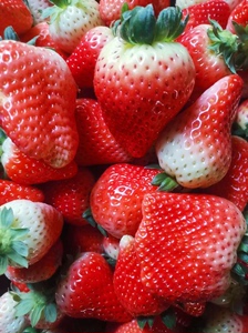 大果型纯甜妙七假植草莓苗，2元一棵，8棵包邮