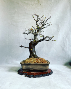 日本花梨盆景 木瓜