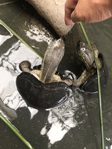 日本草龟,原种货,三斤多一只,养了多年.种母不出,只作欣赏和