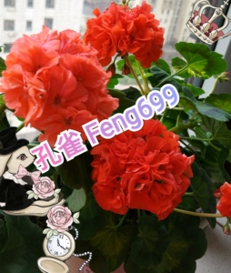 天竺葵之孔雀,120厘米口径,原盆原土发货,已打顶,花苗持续