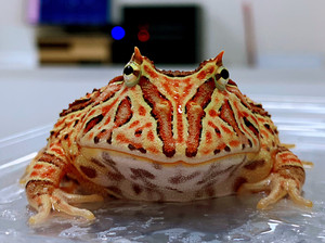 12厘米角蛙  红蝴蝶角蛙  原色蝴蝶角蛙  成体角蛙