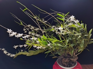 超大稀有白花鸽子石斛,好养开花浓香,-一年多次开花.喜欢的私