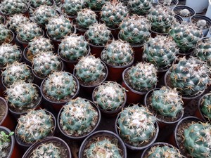 天司丸 雪顶 实生 顶花球属仙人球 天司 像呀顶花球属精品仙