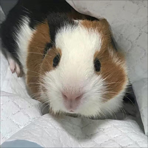 宠物三色荷兰猪荷兰鼠荷兰兔豚鼠活体饲料花毛豚活物彩豚黑豚包邮