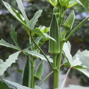 水果秋葵秧苗.红黄秋葵苗蔬菜种苗!秧秋癸菜苗,四季盆栽蔬莱秧