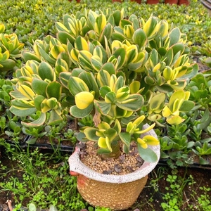 黄金花月一物一拍