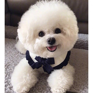 俊介犬长不大小狗活幼体博美幼犬小型袖珍犬比熊宠物狗85人付款1800