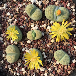 生石花黄绿碧琉璃c345a,母本开花株,30一颗