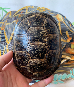 龟壳  龟壳文玩 龟壳把件 标本龟壳 文玩配饰