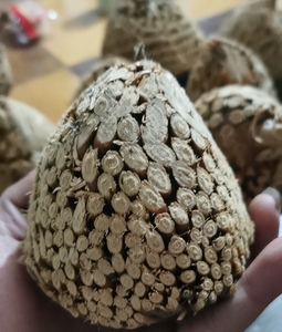 老楠竹竹根原