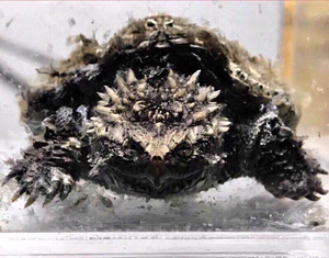 000人付款淘宝纯佛顶级黑佛鳄龟,全品有意来聊关联中美,北美,大鳄t