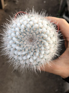 长毛玉翁仙人球