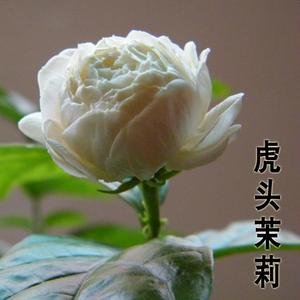 重瓣虎头茉莉花苗大花白茉莉浓香花卉绿植茉莉花盆栽三叶轮生茉莉