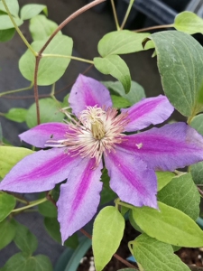 铁线莲鲁佩尔博士