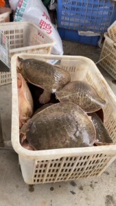 外塘珍珠鳖大甲鱼三年靓货,想吃来7-20斤都有 只需39一斤_阿里巴巴找