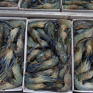 000人付款淘宝【超大号罗氏虾6斤装】包邮淡水大虾新