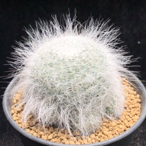 雪猿玉翁仙人球 精选长毛品相完美,一物一拍开花植物