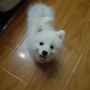 纯种银狐犬幼犬活体宠物狗日本尖嘴犬纯种狐狸狗白色小型犬活体狗