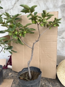 盆栽矮化柿子树盆景老桩脆甜柿子树苗盆栽一物一拍矮桩脆甜柿子