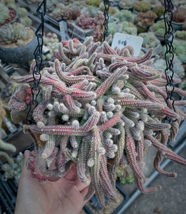 多肉 仙人球 白檀 缀化