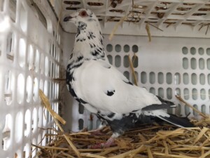 00左岸pei淘宝皮特兰凡格米内黑凤凰鸽子血统鸽黑白花信鸽种鸽活体