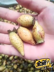 金樱子 刺果子 糖罐子 糖果 刺梨子 金英子纯野生金樱子有