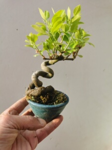 扶芳藤老桩,掌上微型小盆景,带花苞,一物一拍,所见即所得!