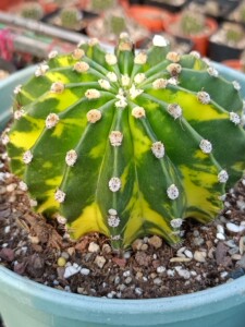 世界图锦仙人球锦多肉植物盆栽,出侧芽如图四,底部没有脱土检查