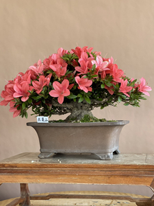 日本进口高档精品小矮霸皋月杜鹃赤晃山盆景植物绿植盆栽