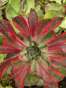 巫毒拉丝锦,出侧芽,法师锦,多肉植物