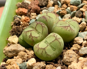 番杏科肉锥 八重猴脸 c.ficiforme 毛猴脸悟空