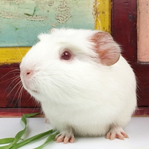 两只纯白肥肥胖胖的宠物荷兰猪,眼睛是红色的,现在连笼子,水壶