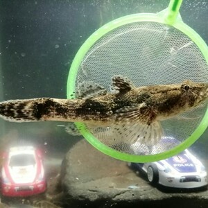 凶猛野生虎头鱼呆子鱼沙塘鳢笋壳鱼虎头鲨老头鱼冷水观赏鱼