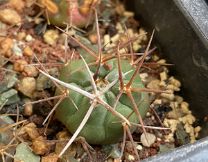 裸萼属仙人球天平丸,大小2cm左右,还有几颗没拍,可以挑,2