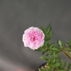 日本新品月季 月瞳月季 浓香型 超微月季