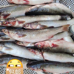 【乌头野生】乌头野生品牌,价格 - 阿里巴巴