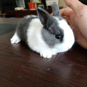 灰白道奇侏儒兔