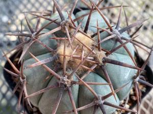雷帝/太平丸/仙人球