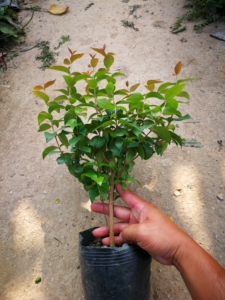 巴西红果仔树苗番樱桃果树1棵包邮 阳台庭院盆栽红灯笼果苗